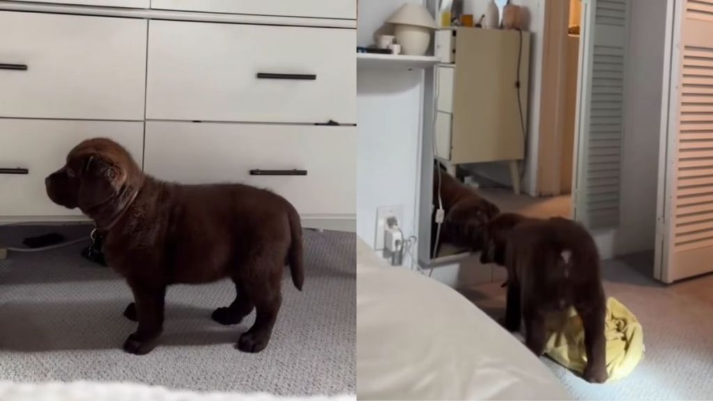 Labrador puppy mirror video