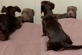 dog sibling video