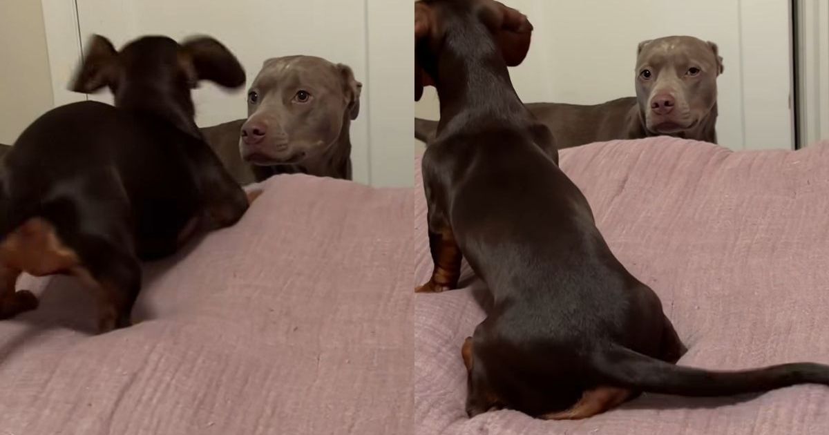 Dog Can’t Hide Her Feelings About Furry Sibling’s Antics