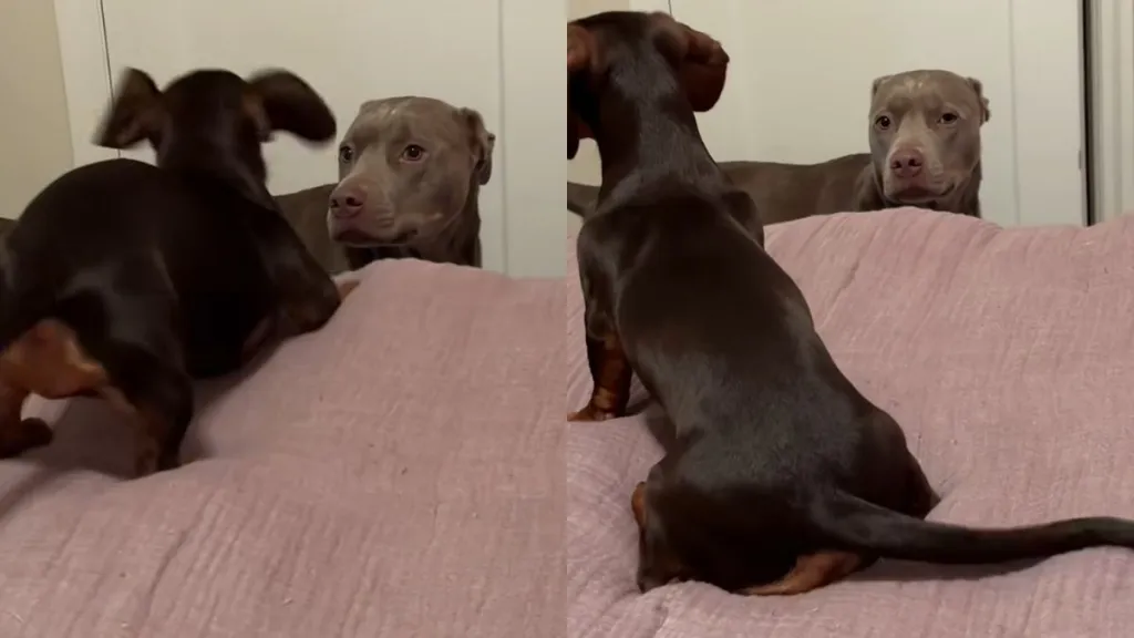 dog sibling video