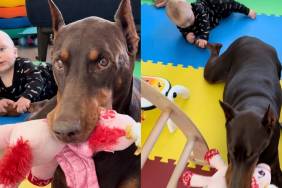 Doberman video