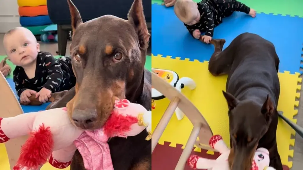 Doberman video