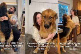 Golden Shepherd video