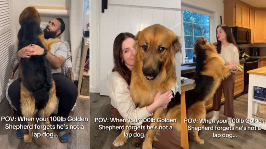 Golden Shepherd video