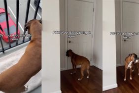 Boxer video