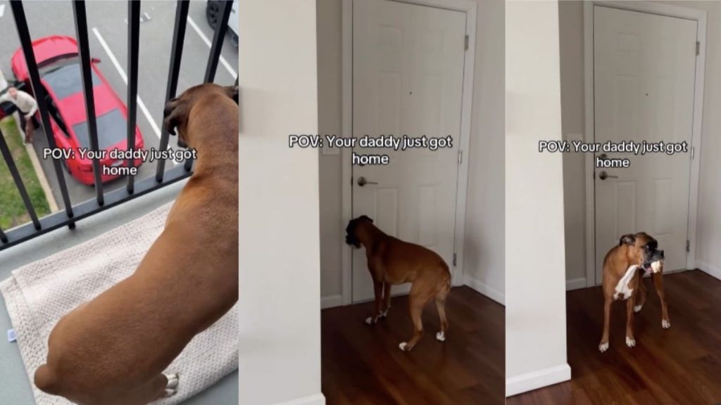 Boxer video