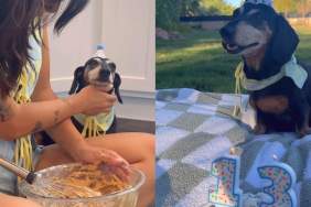 senior Dachshund birthday video