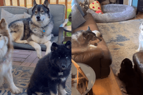 Dogs puppy video