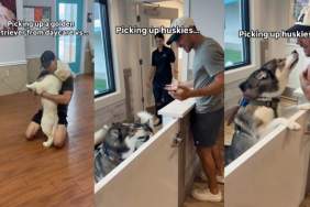 Dogs daycare video