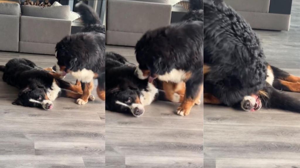 Dog sibling video