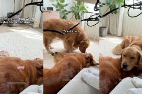 Golden Retriever dream video