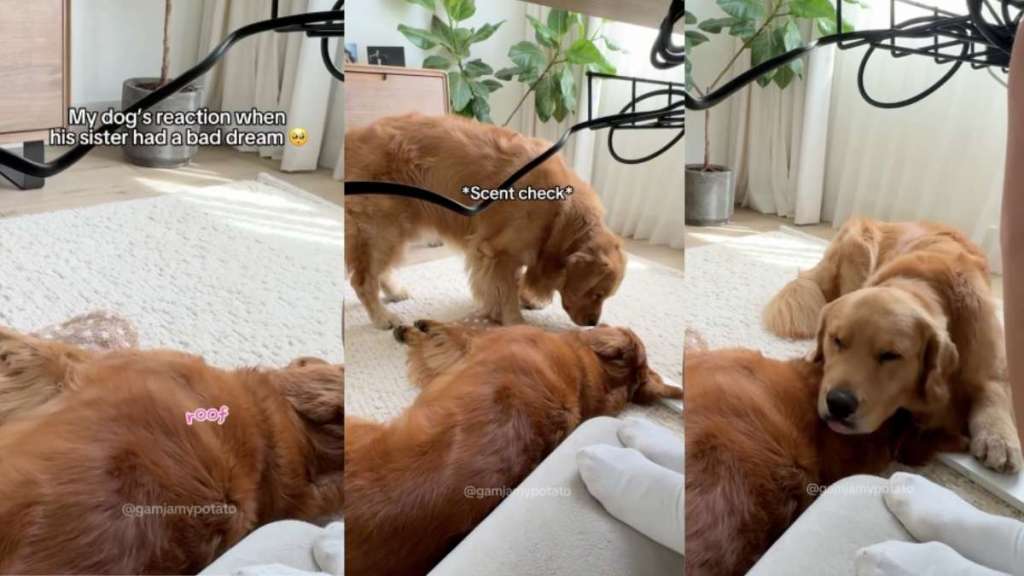 Golden Retriever dream video