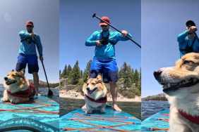 Corgi paddleboarding video