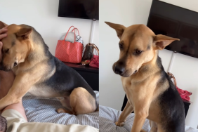 rescue puppy moving house video
