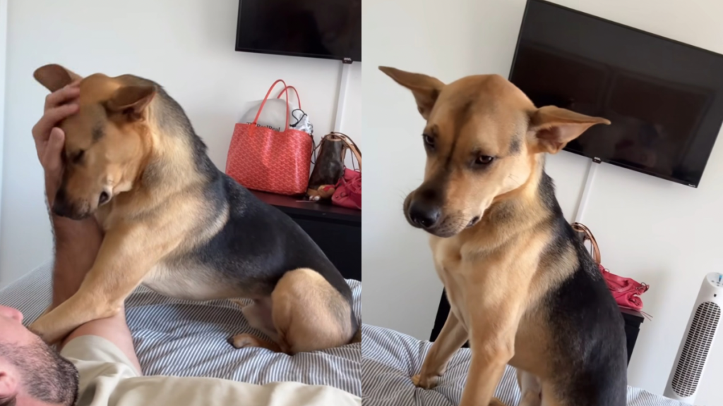 rescue puppy moving house video