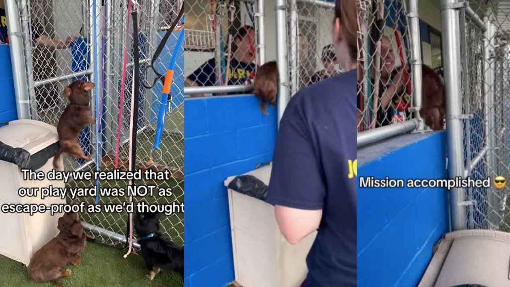 Dachshund rescue video