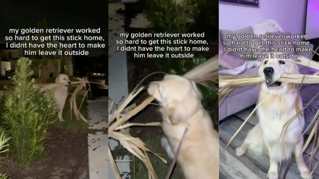 Dog stick video