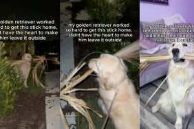 Dog stick video