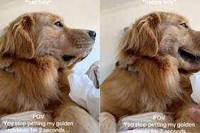 Golden retriever petting video