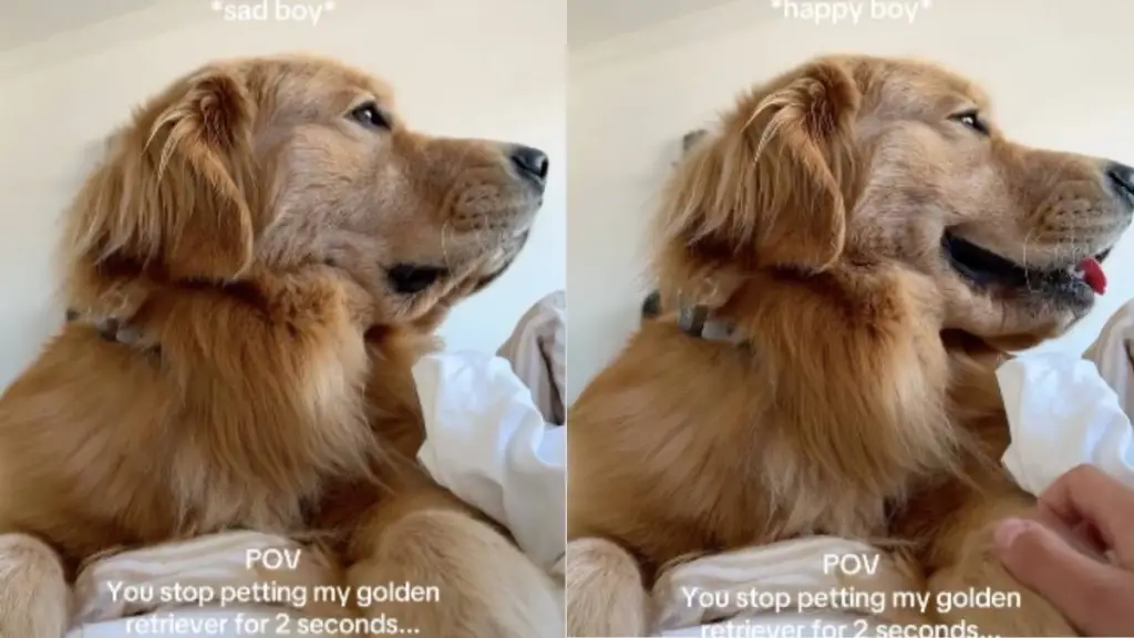 Golden retriever petting video