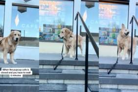 Golden Retriever pup cup video