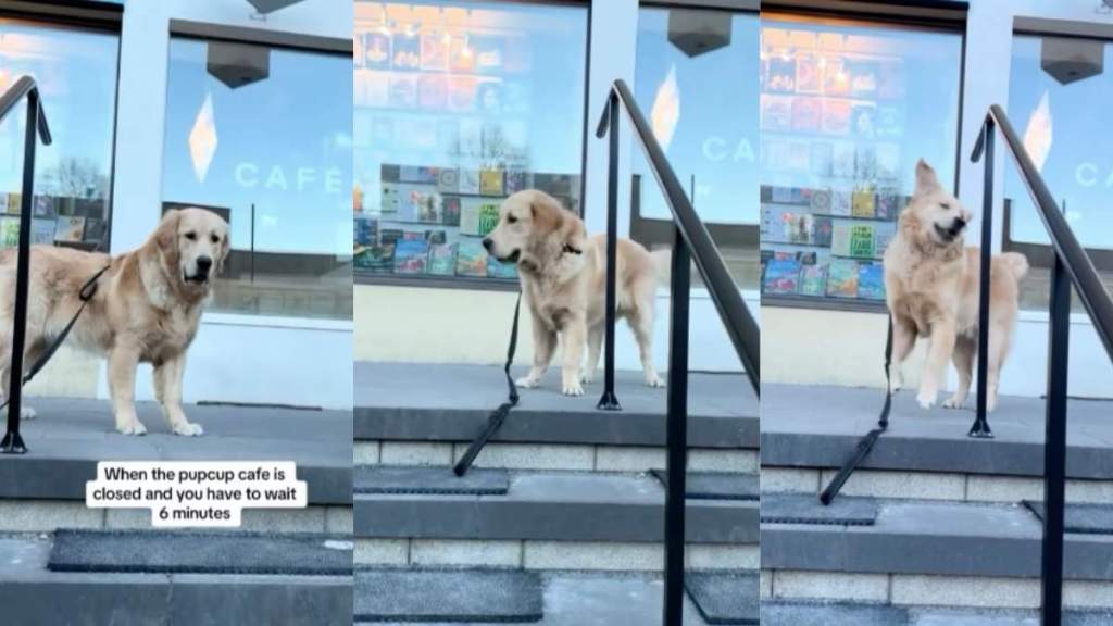 Golden Retriever pup cup video