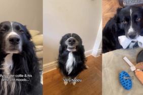 Border Collie moods video