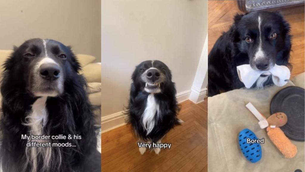 Border Collie moods video