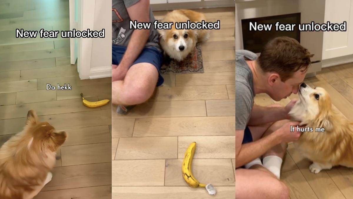 Video: Corgi Gets Scared of Banana After Being Attacked by It - DogTime