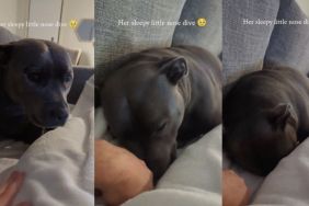 Staffy cuddle video