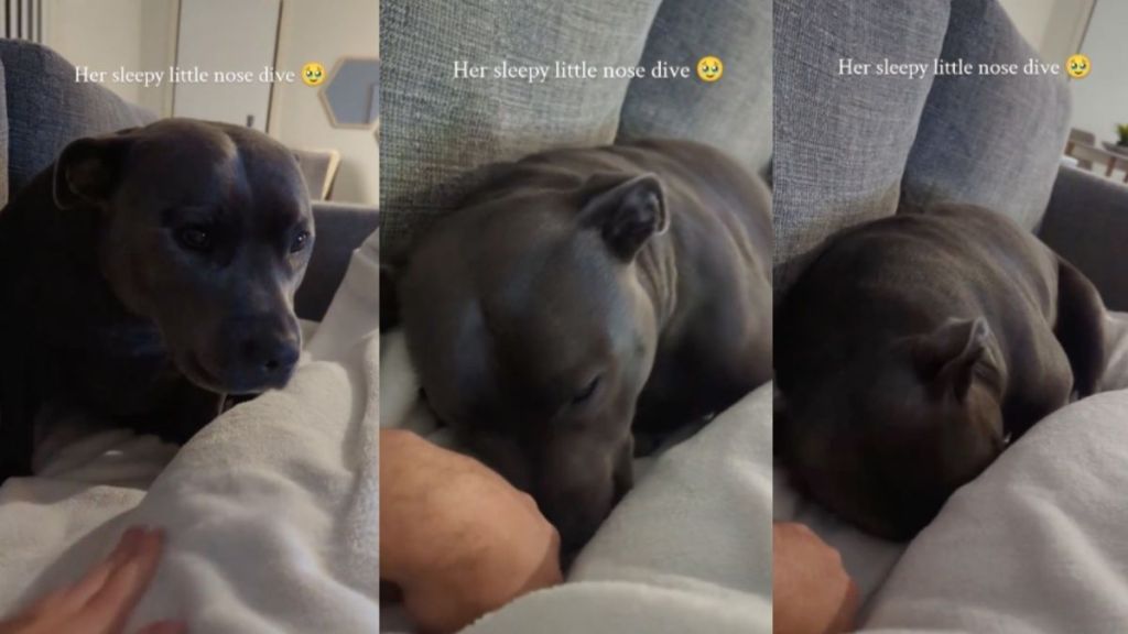 Staffy cuddle video