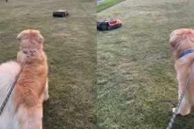Golden Retriever outdoor Roomba video
