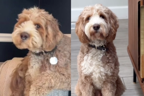 Goldendoodle video