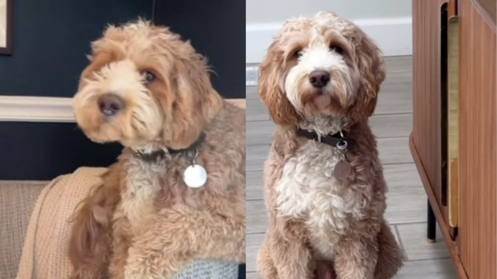 Goldendoodle video