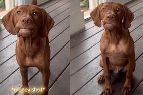 Vizsla puppy flashes a smile