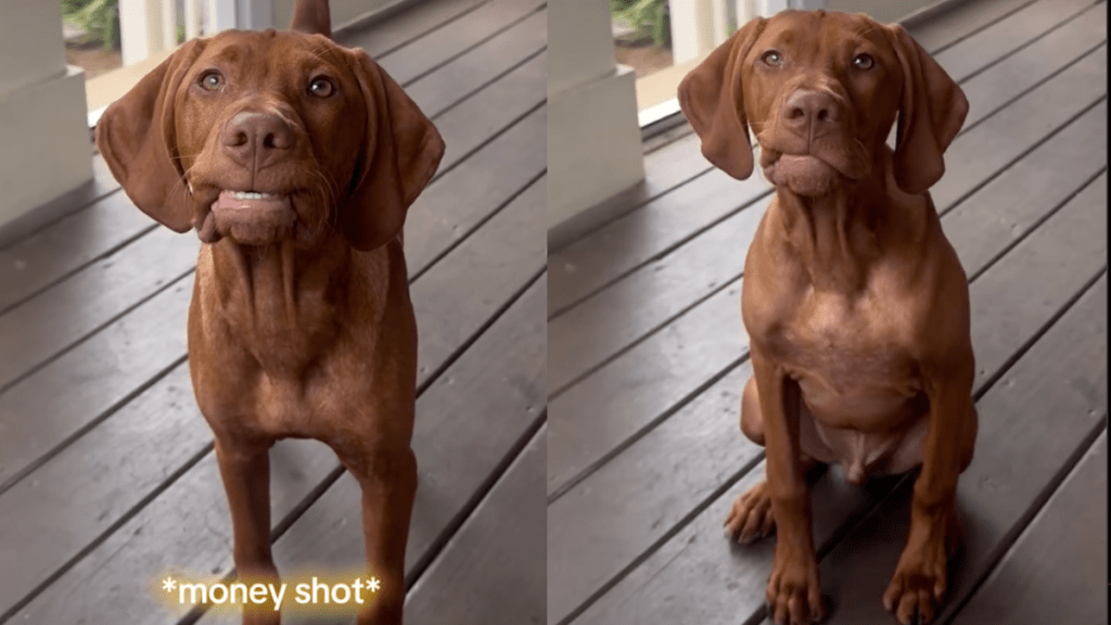 Vizsla puppy flashes a smile