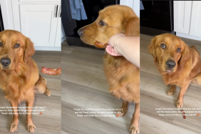 Golden Retriever saying no to bacon.