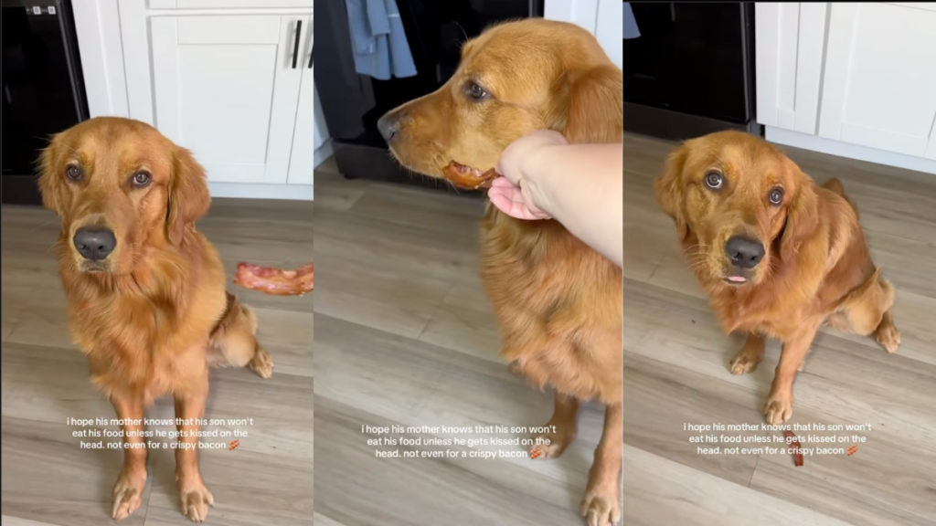 Golden Retriever saying no to bacon.