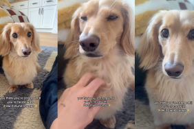 Tiny dog stomps in protest.