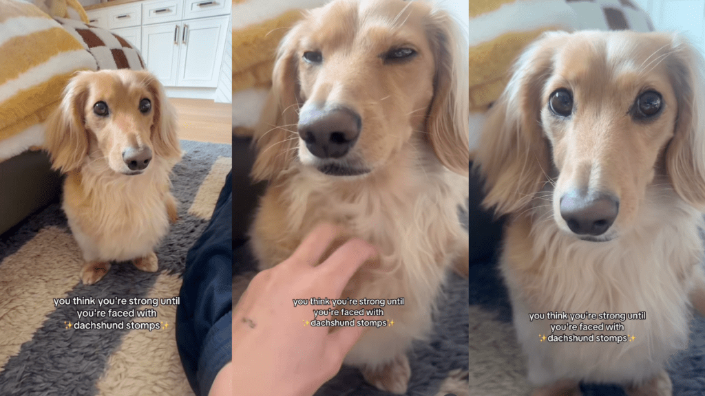 Tiny dog stomps in protest.