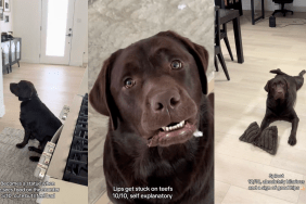 Rating a Labrador's quirks