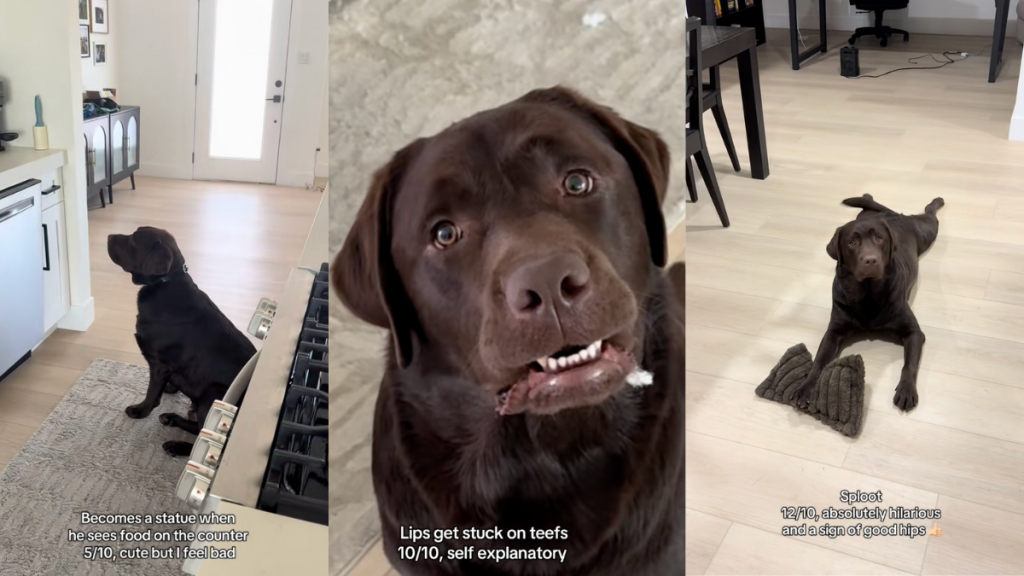 Rating a Labrador's quirks