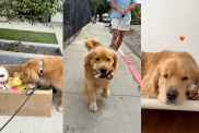 Dog finds a box full of toys on his walk.