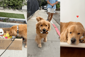 Dog finds a box full of toys on his walk.