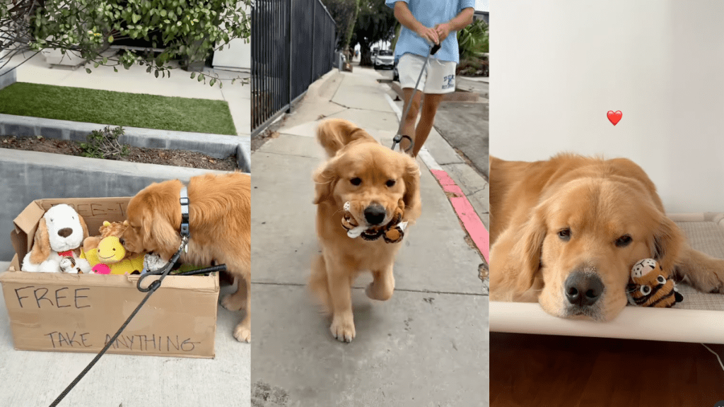 Dog finds a box full of toys on his walk.