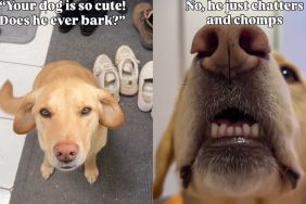 Instagram video shows that a Golden Retriever can only display his teeth