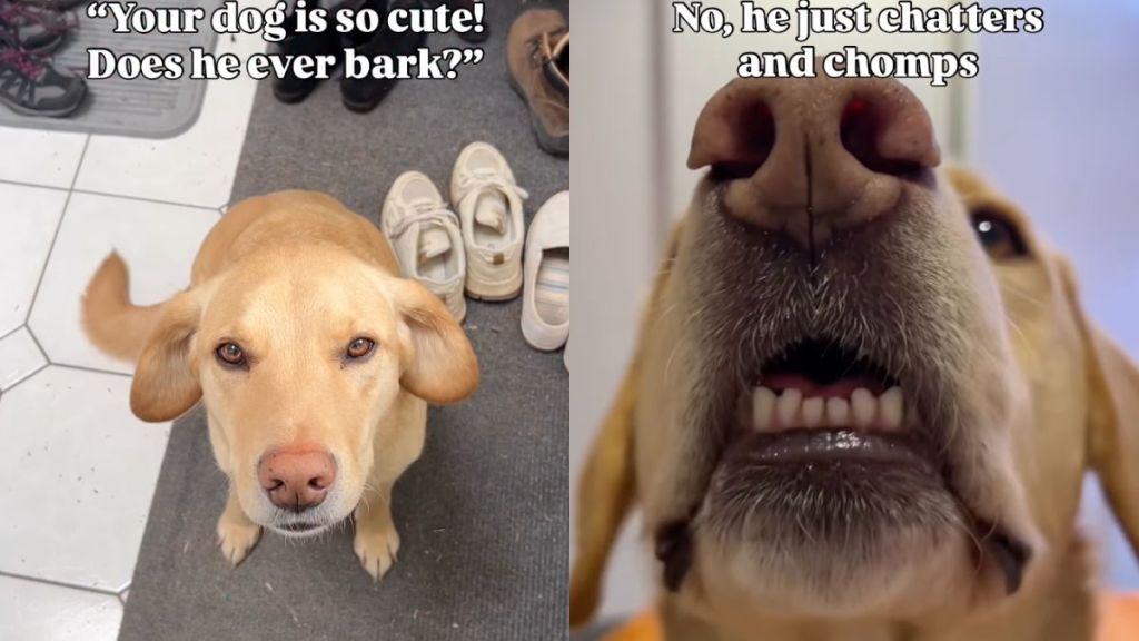 Instagram video shows that a Golden Retriever can only display his teeth