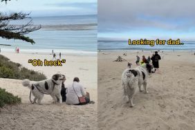 Great Pyrenees 'gets his dad mixed up' during a trip to the beach in video