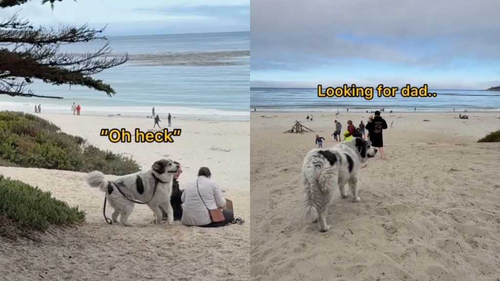 Great Pyrenees 'gets his dad mixed up' during a trip to the beach in video