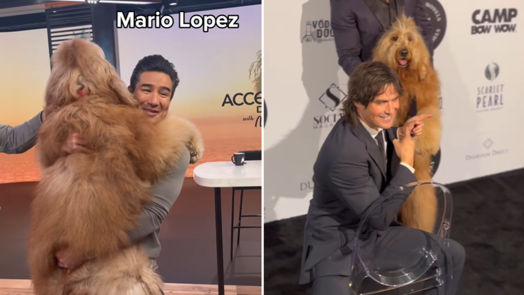 Goldendoodle celebrity meetups video